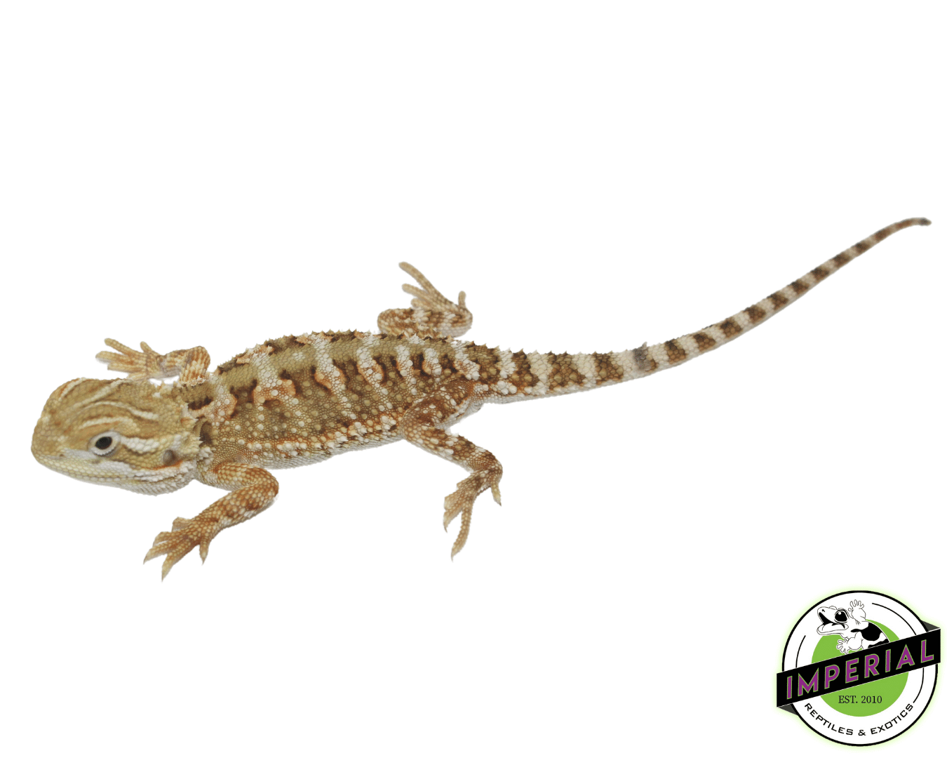 Rankins Dragon For Sale Imperial Reptiles IMPERIAL REPTILES & EXOTICS