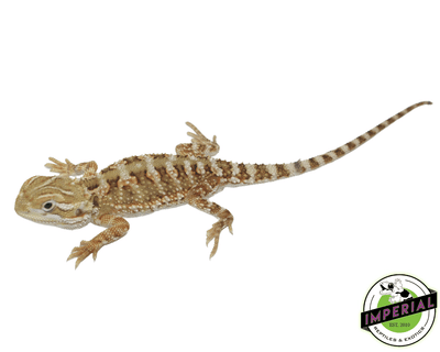rankins dragon for sale, buy reptiles online