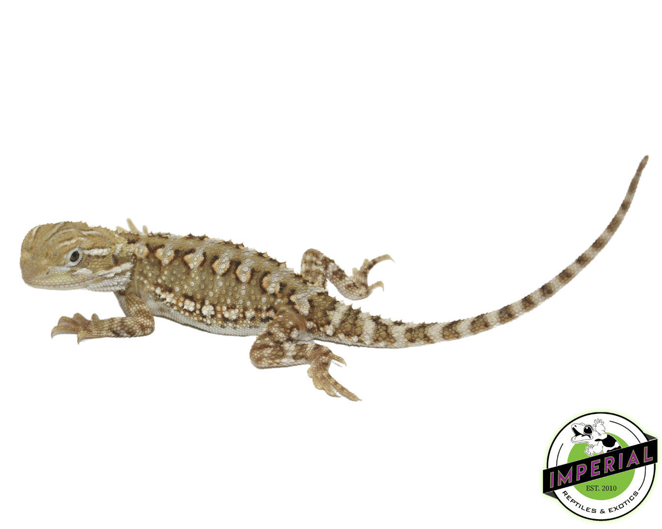 Rankins Dragon For Sale Imperial Reptiles IMPERIAL REPTILES & EXOTICS