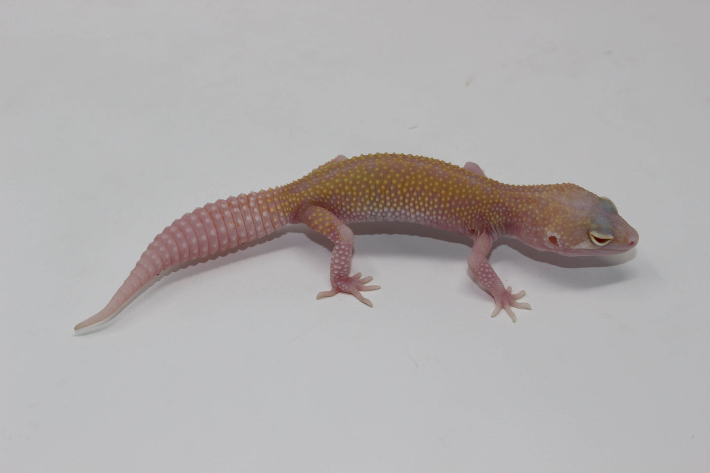 raptor solid red eyes leopard gecko for sale, buy reptiles online