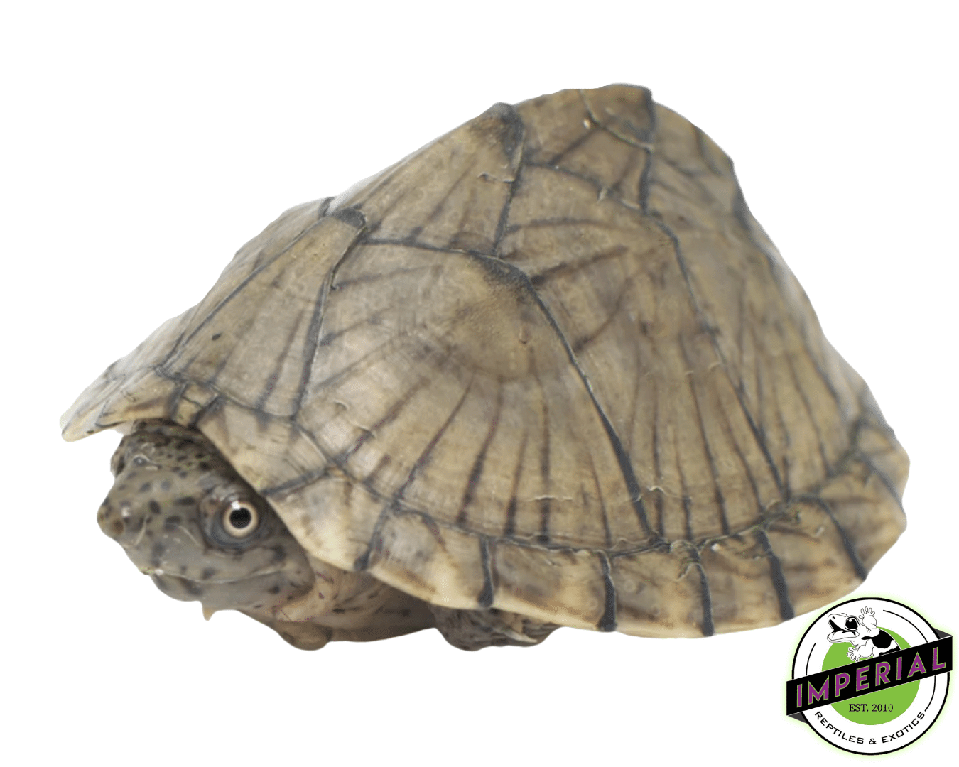 razorback musk turtle for sale, buy reptiles online
