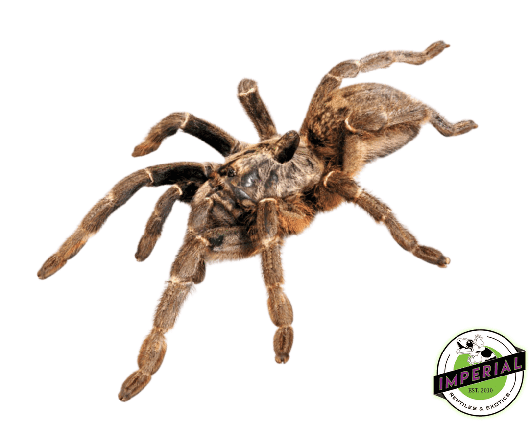 Rear-Horned Baboon Tarantula For Sale - Imperial Reptiles