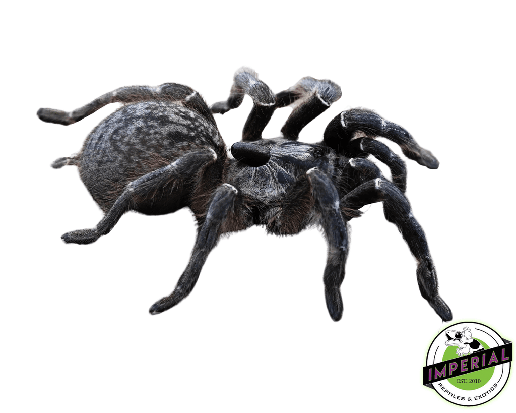 rear-horned-tarantula-for-