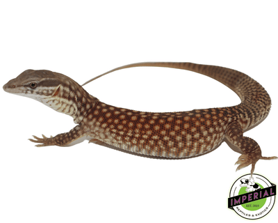 red ackie monitor lizard for sale, buy reptiles online