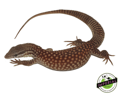 red ackie monitor lizard for sale, buy reptiles online