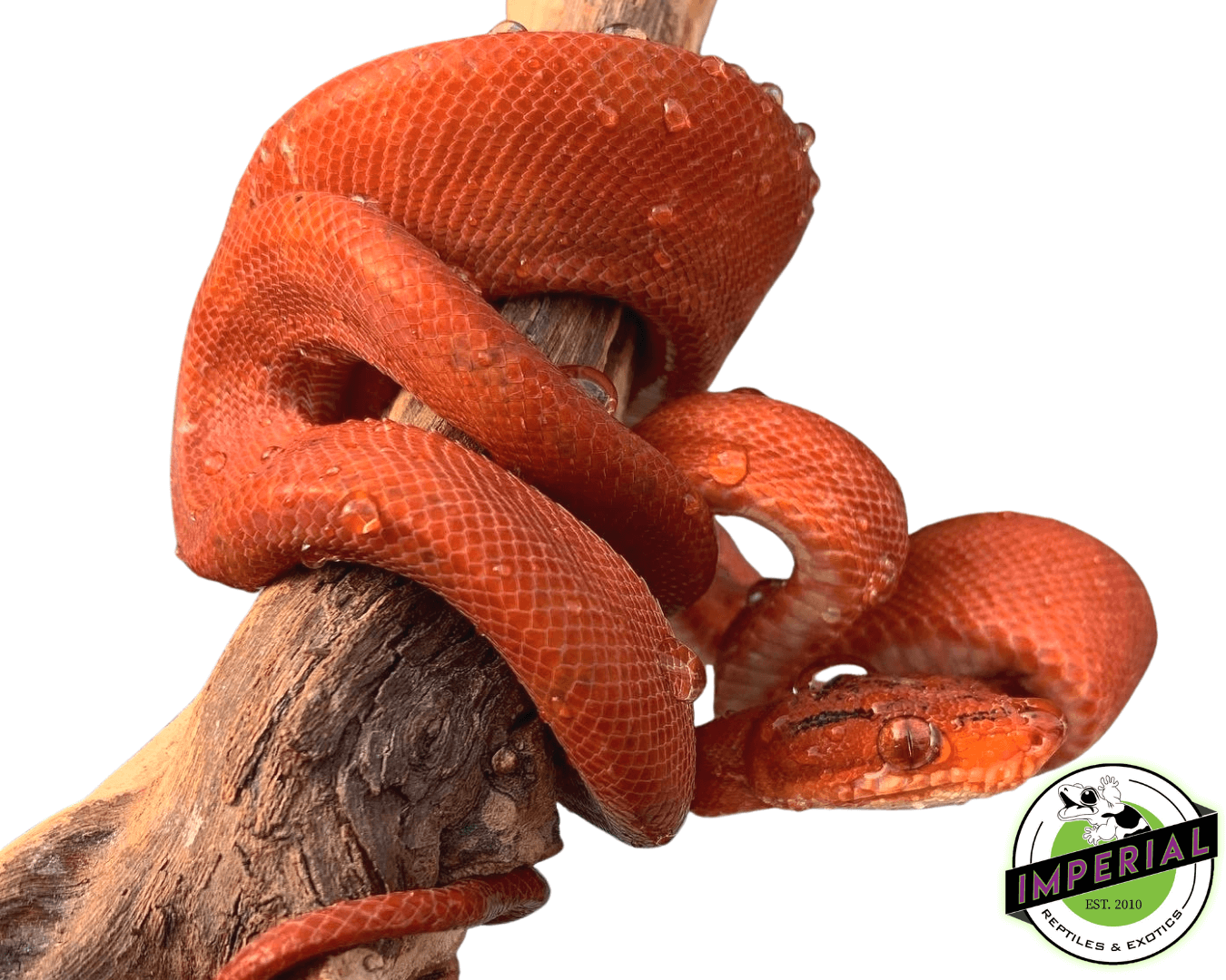 RED Amazon Tree Boa For Sale - Imperial Reptiles – IMPERIAL REPTILES ...