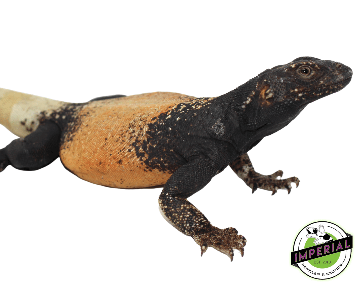 Red and Black Chuckwalla For Sale Imperial Reptiles IMPERIAL