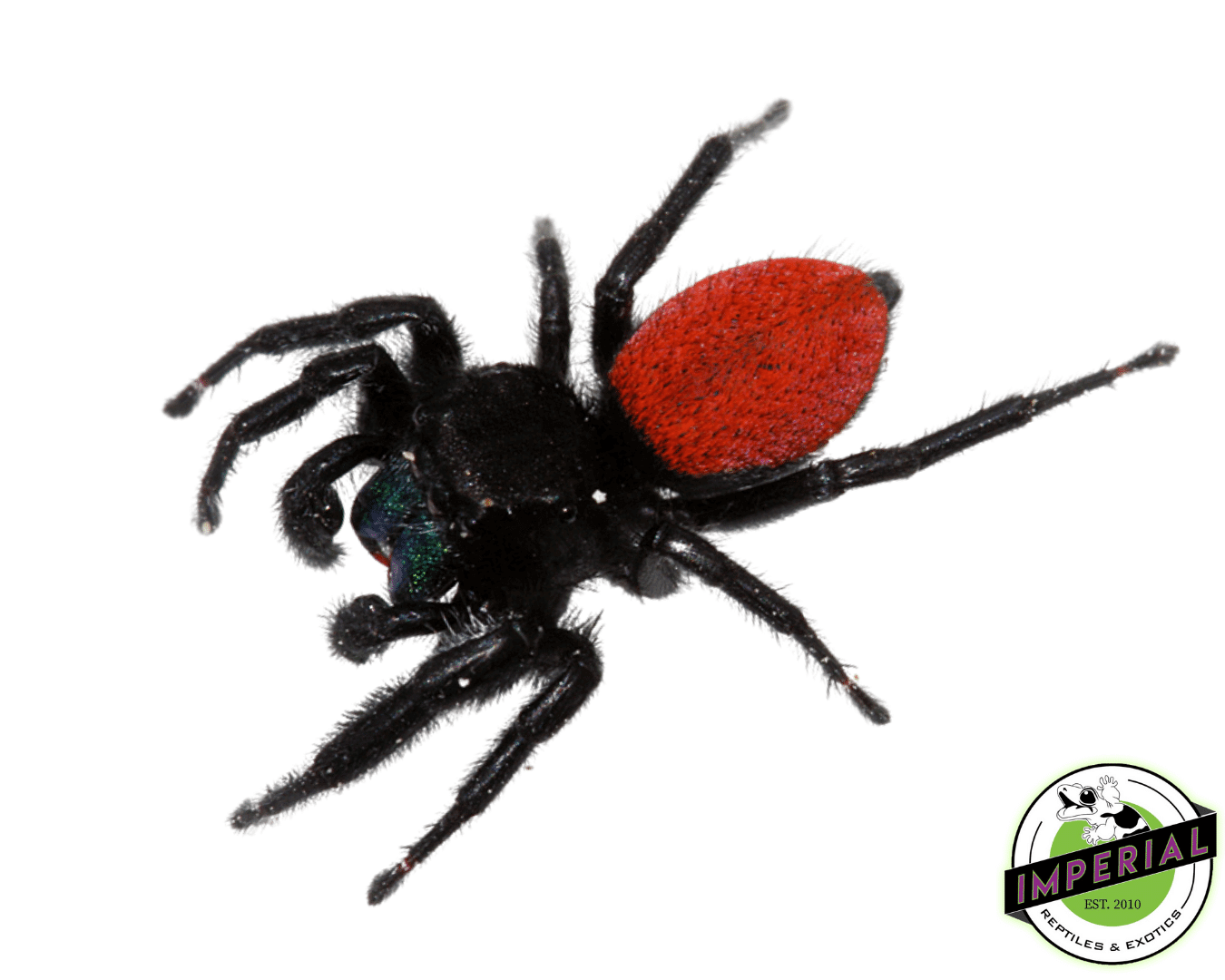 Ed Spader Spider Red Colour