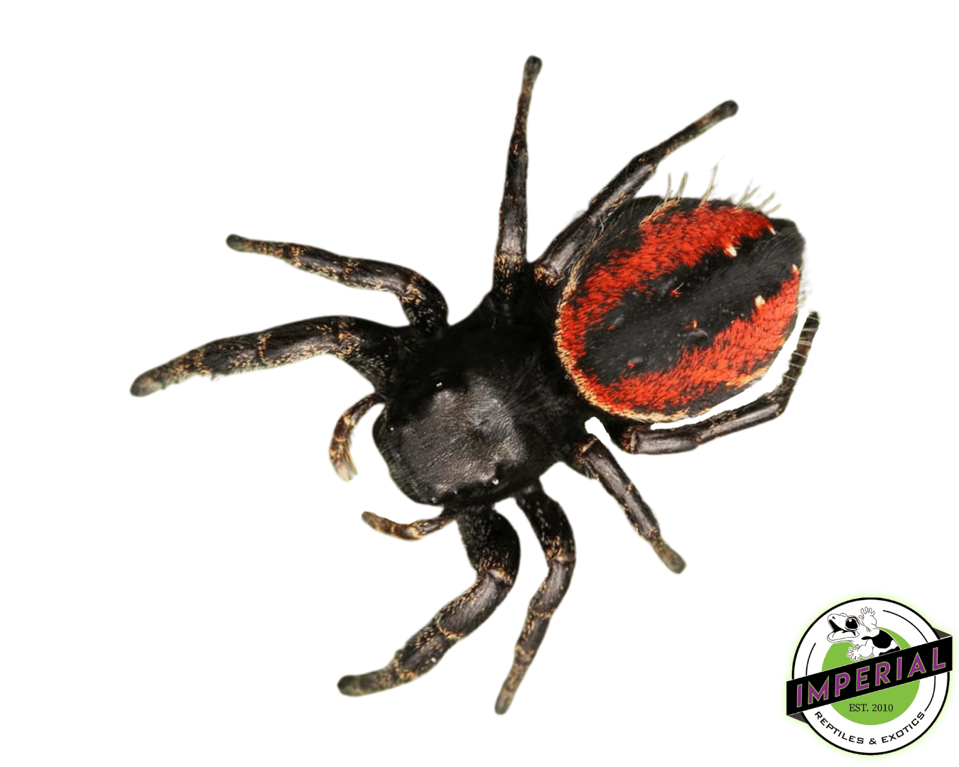 Red Jumping Spring Red Back Jumping Spider