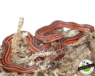 red and black stripe snake for sale, buy reptiles online