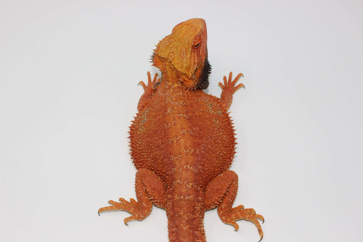 adult red bearded dragon for sale, buy reptiles online