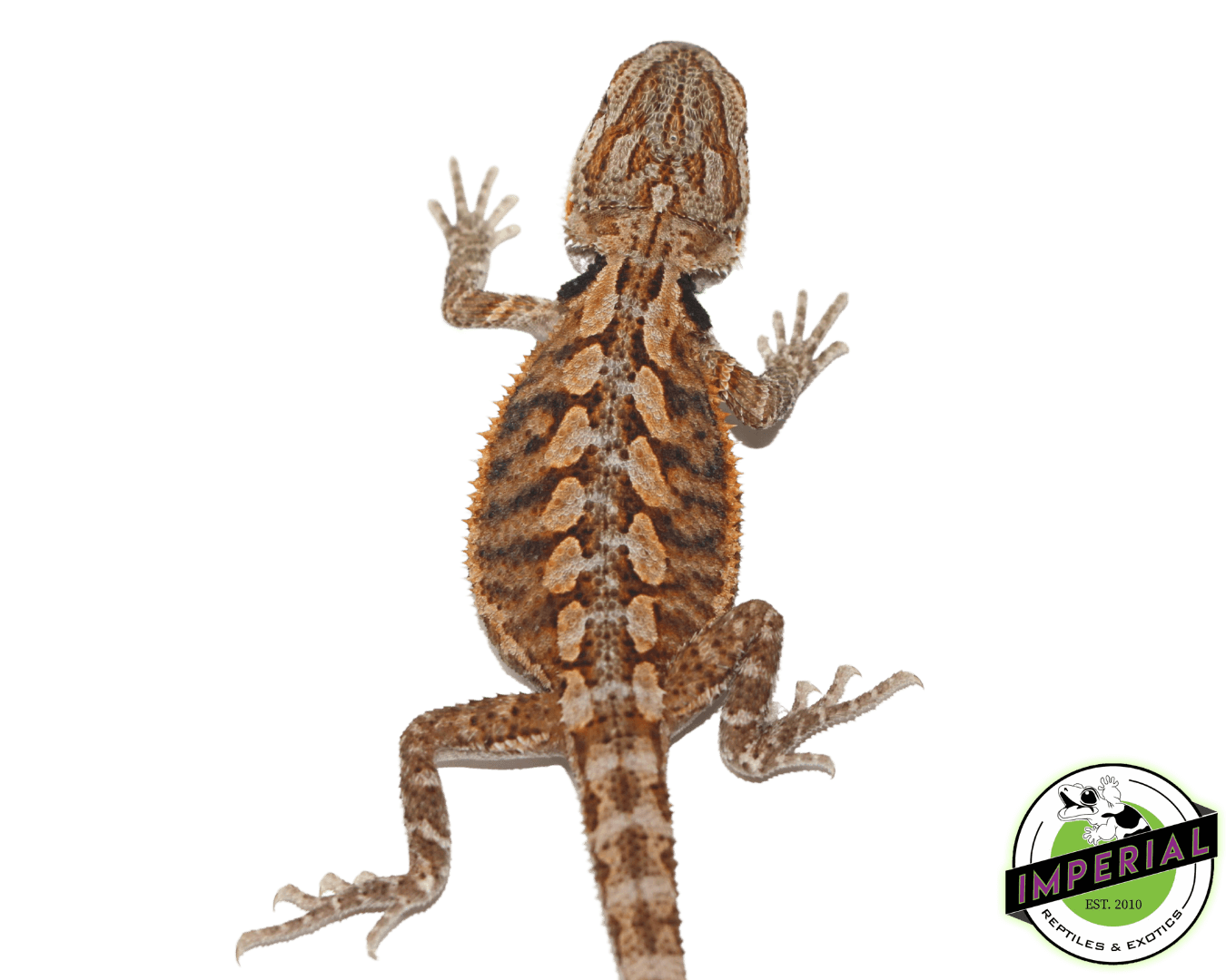 red bearded dragon for sale, buy reptiles online