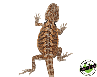 red bearded dragon for sale, buy reptiles online