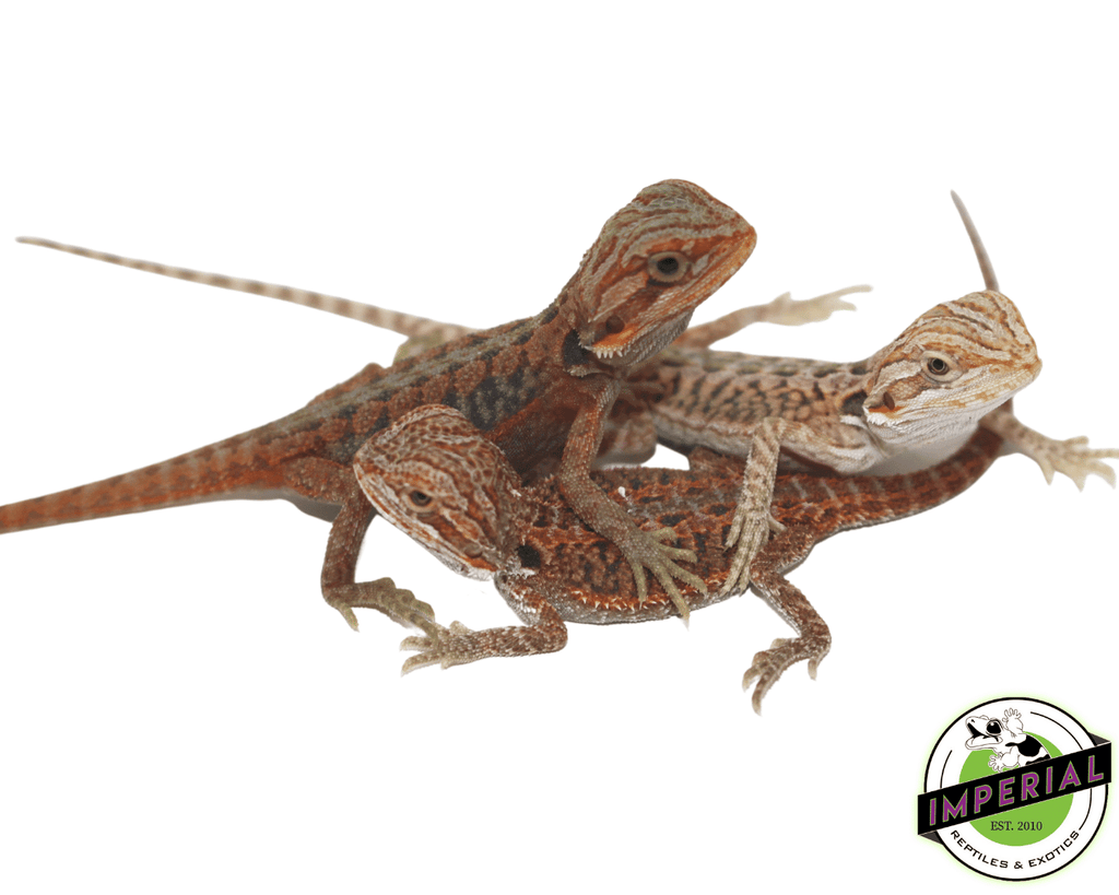 Baby Red Bearded Dragon With Live Arrival Guarantee - XYZReptiles.