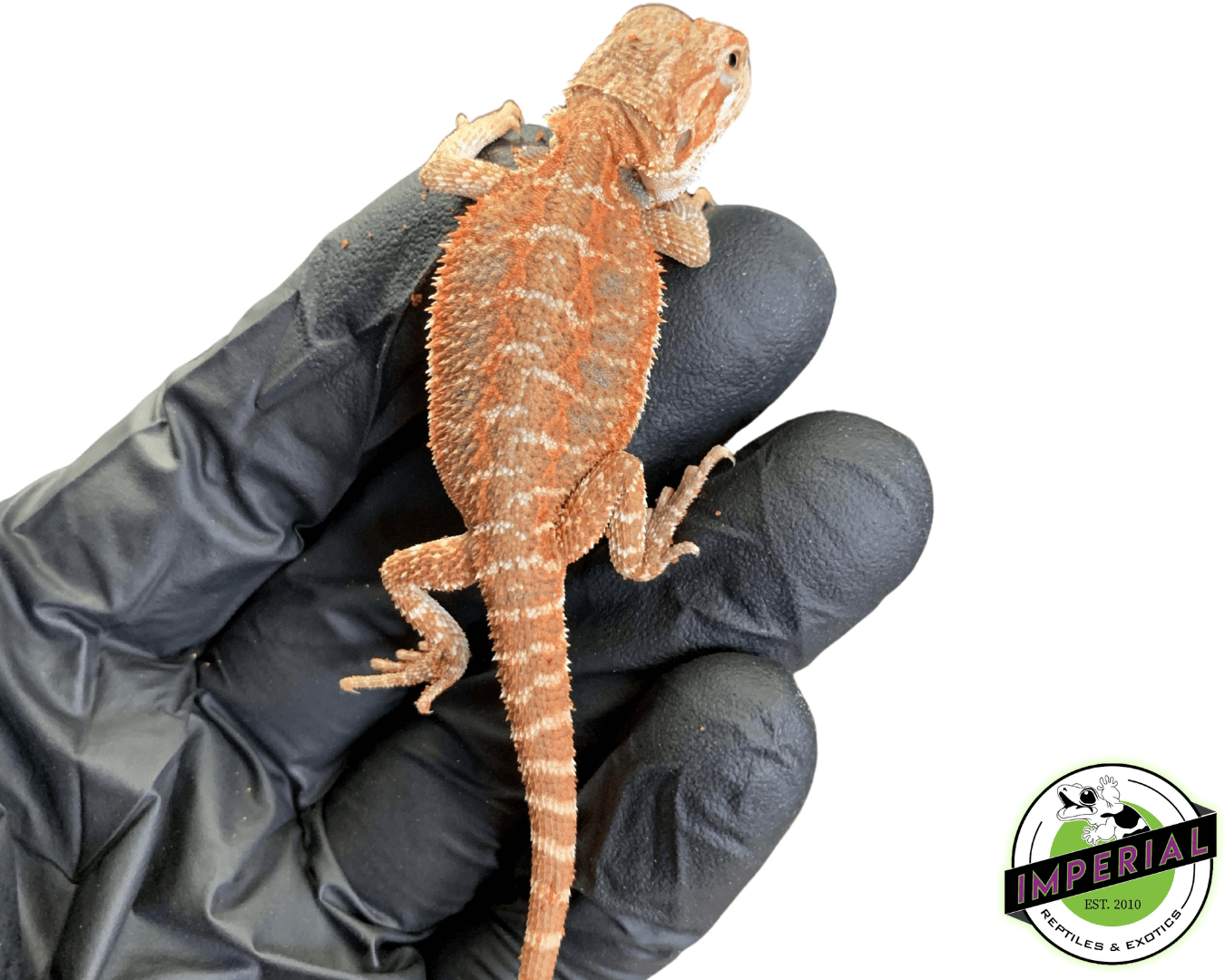 red bearded dragon for sale, buy reptiles online