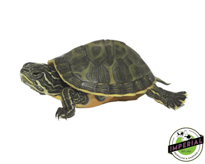 red belly cooter slider turtle for sale, buy reptiles online
