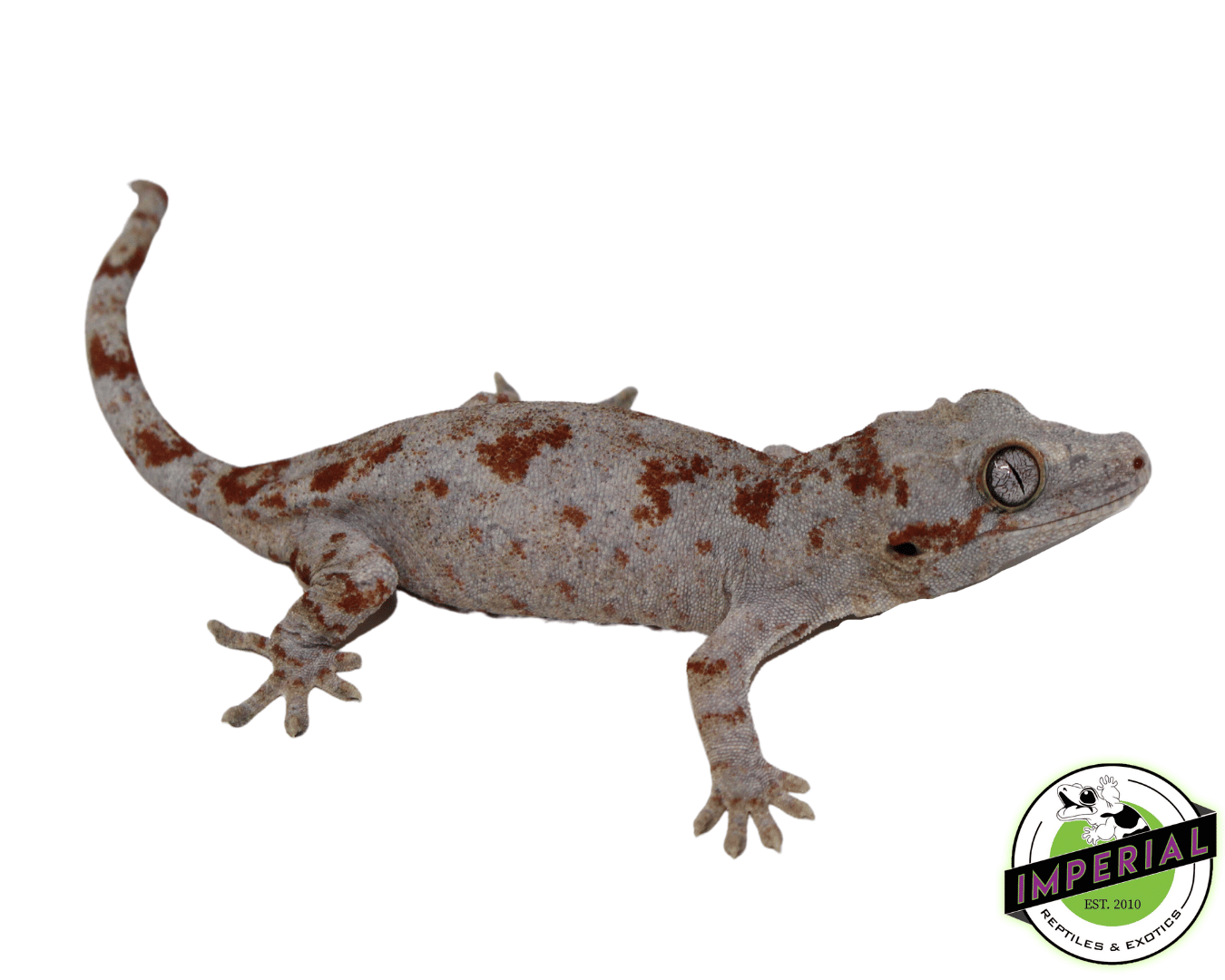 red blotched gargoyle geckos for sale online at cheap prices