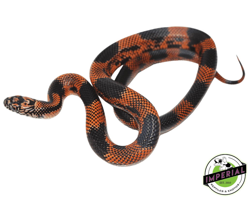 Red Blotched Kingsnake For Sale - Imperial Reptiles – IMPERIAL REPTILES &  EXOTICS