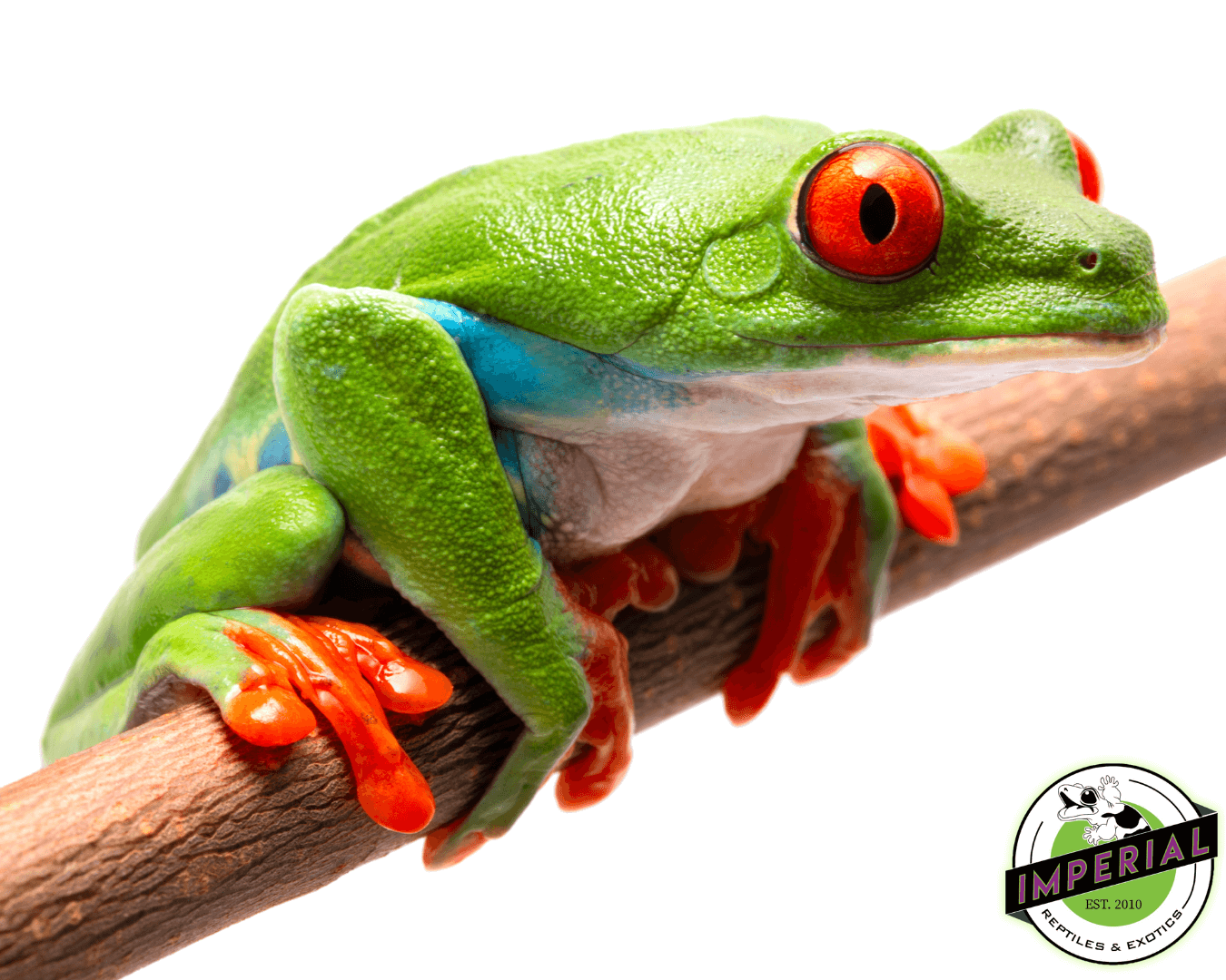 red eye tree frog for sale, buy amphibians online