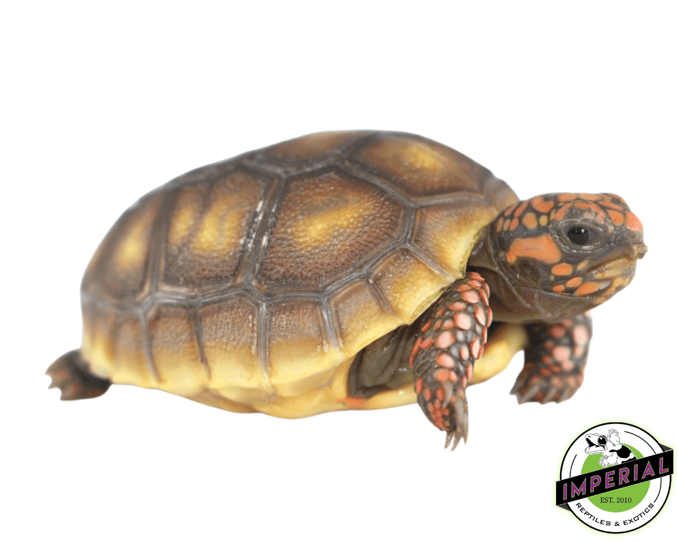 Exotic tortoise for 2024 sale