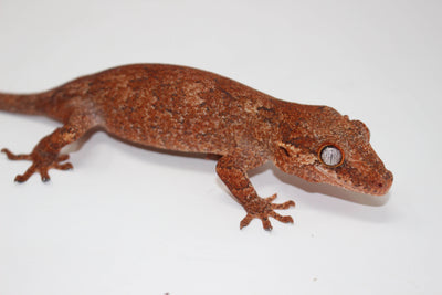 red gargoyle gecko for sale, buy reptiles online