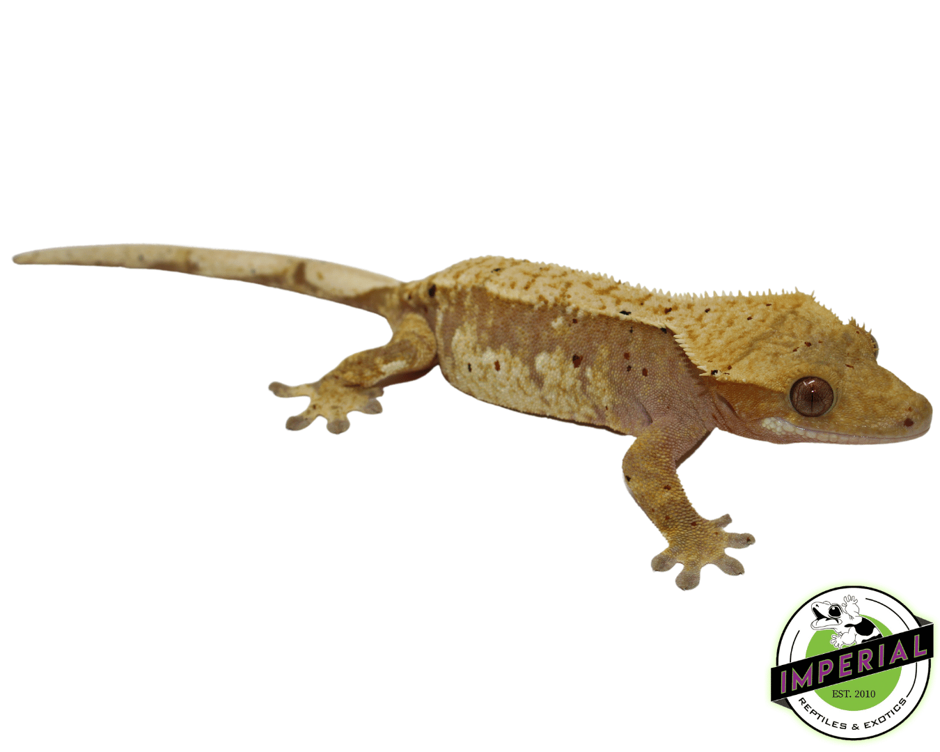 adult crested geckos for sale online at cheap prices