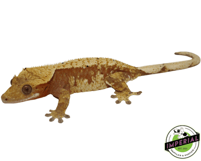 adult crested geckos for sale online at cheap prices