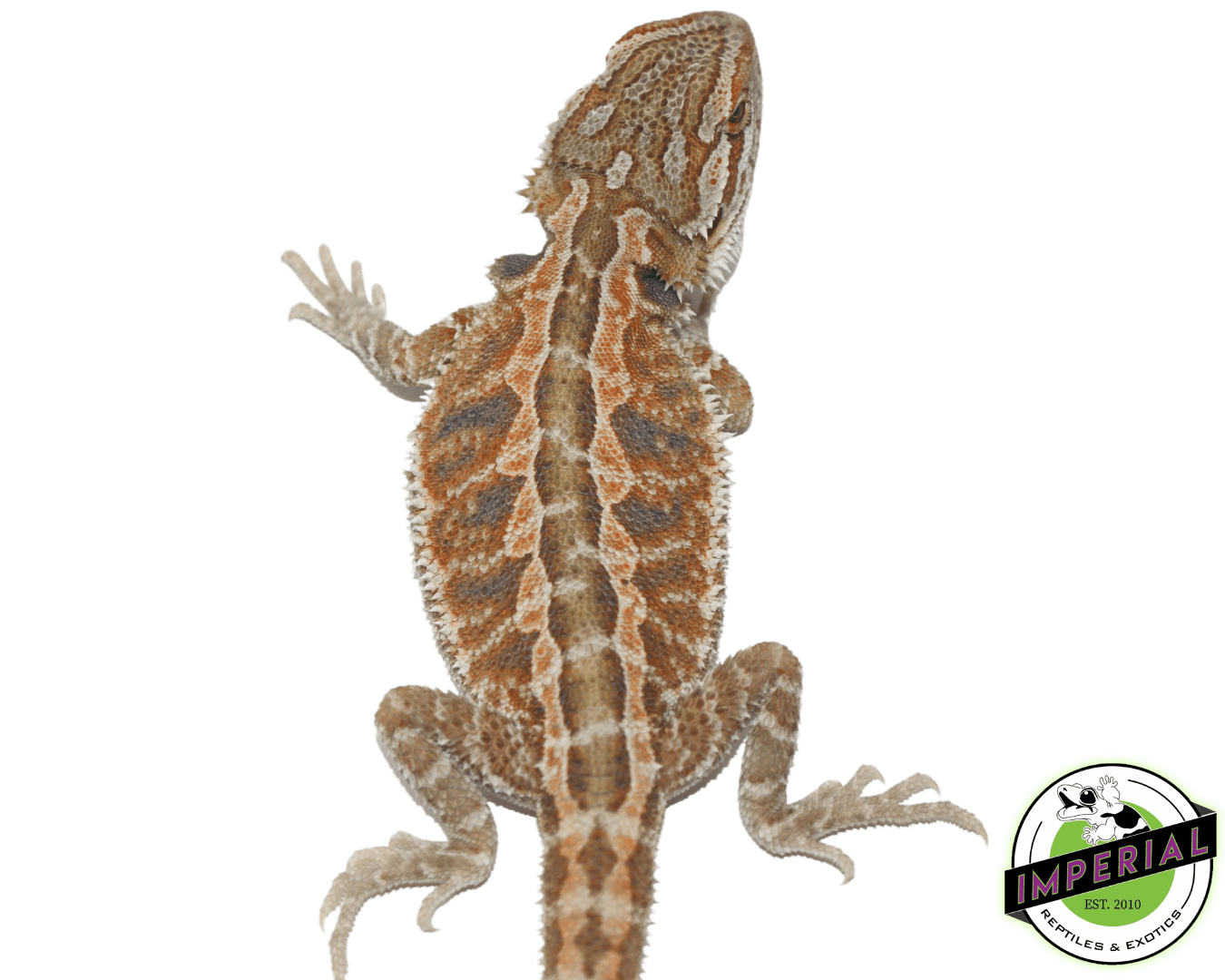 Red Hypo Bearded Dragon For Sale - Imperial Reptiles – IMPERIAL