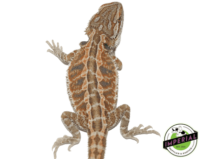 red hypo bearded dragon for sale, buy reptiles online