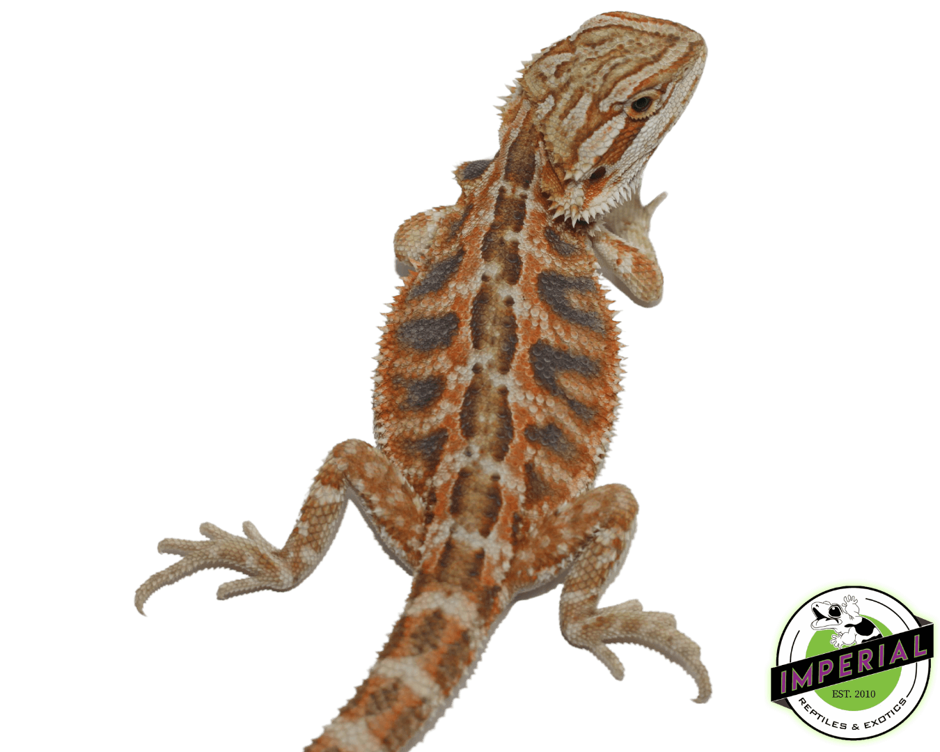 red tiger hypo bearded dragon for sale, buy reptiles online