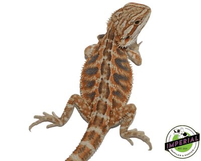 red tiger hypo bearded dragon for sale, buy reptiles online