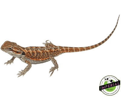 red leatherback bearded dragon for sale, buy reptiles online