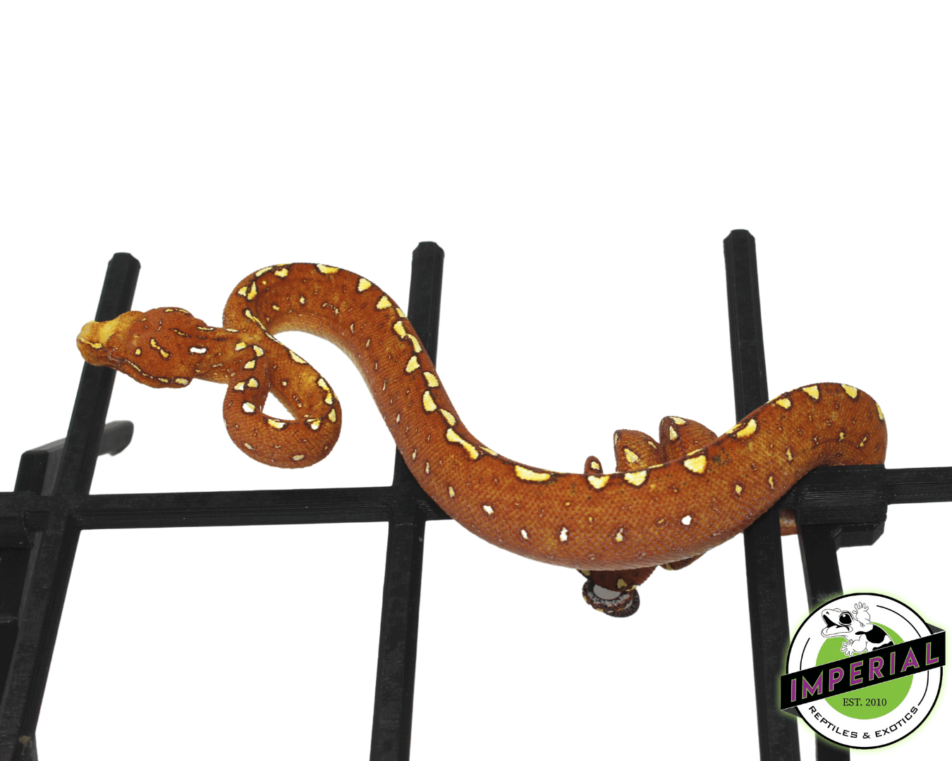 Biak Green Tree Python For Sale - Imperial Reptiles – IMPERIAL REPTILES ...