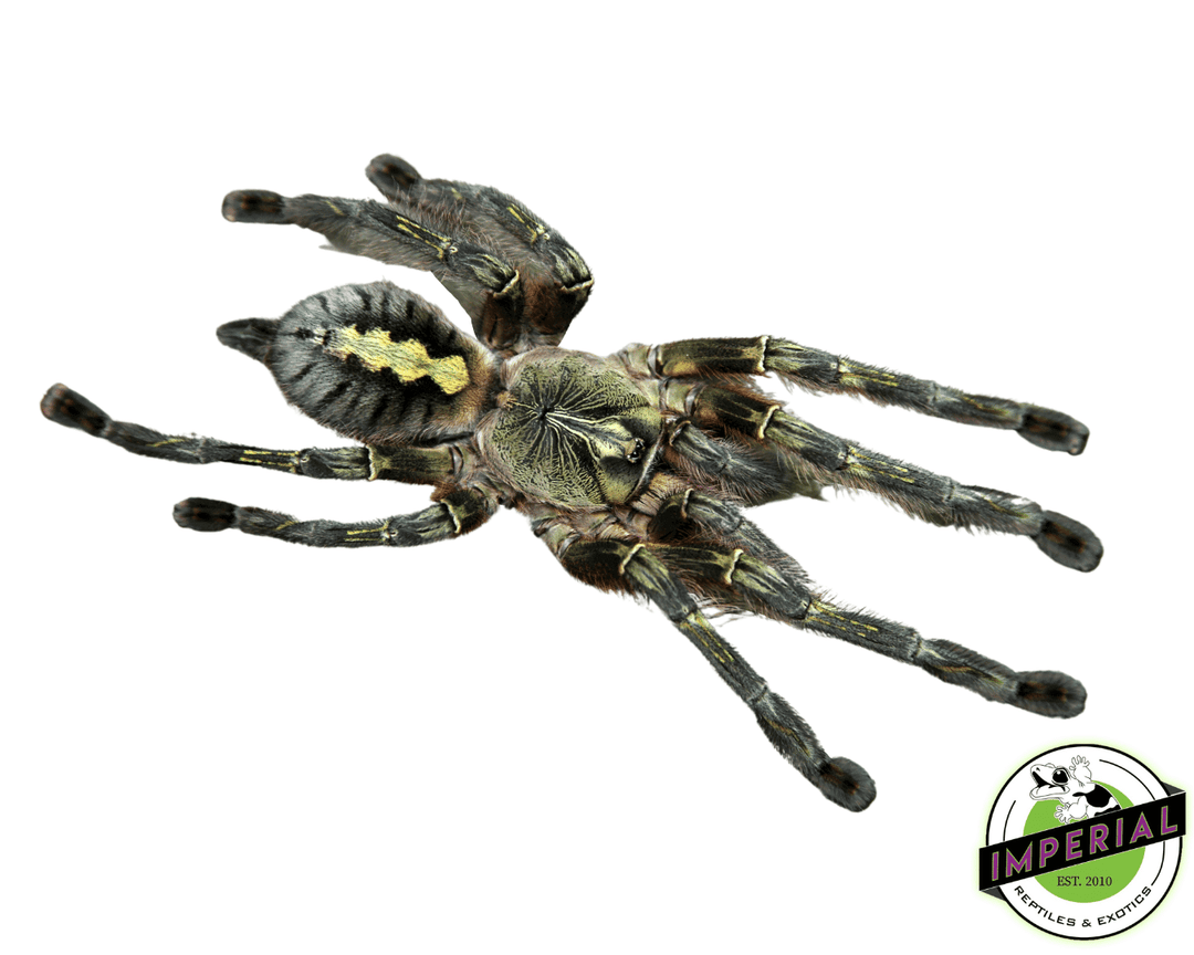 red-slate-ornamental-tarantula