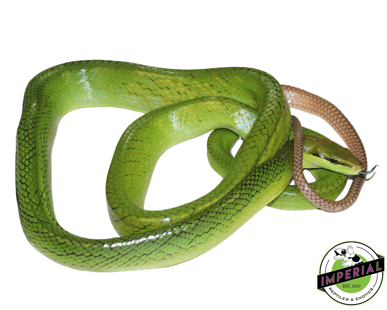 red tail green rat snake for sale, buy reptiles online