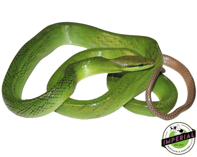 red tail green rat snake for sale, buy reptiles online