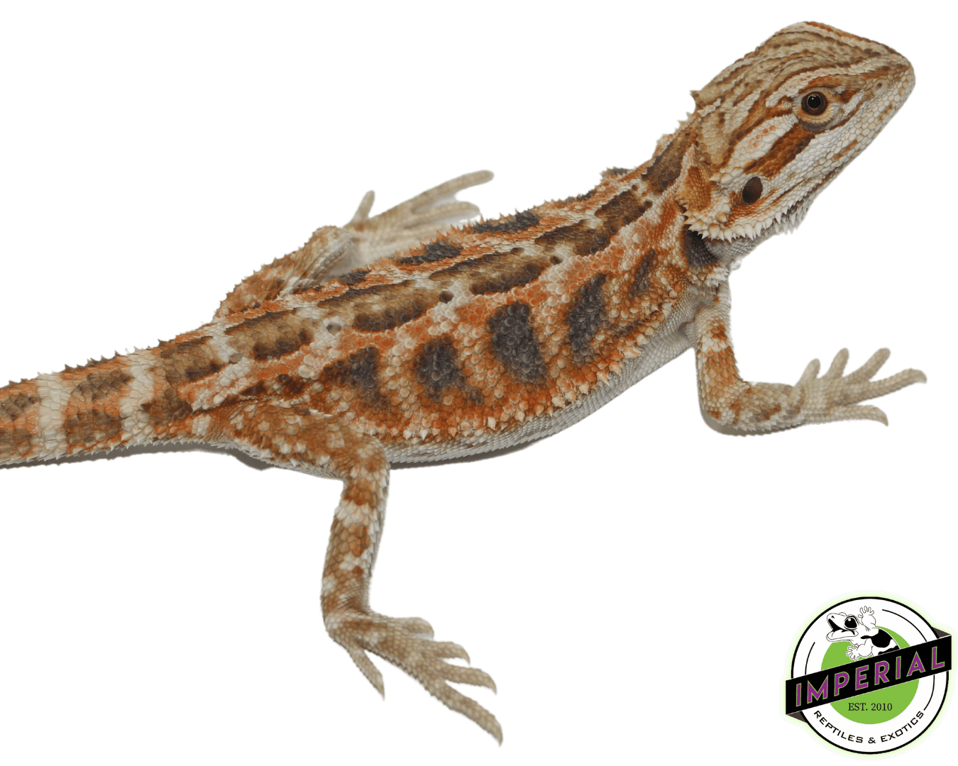 Red Tiger Hypo Bearded Dragon For Sale - Imperial Reptiles – IMPERIAL