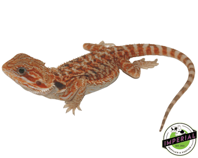 bearded dragon for sale online, buy bearded dragons at cheap prices