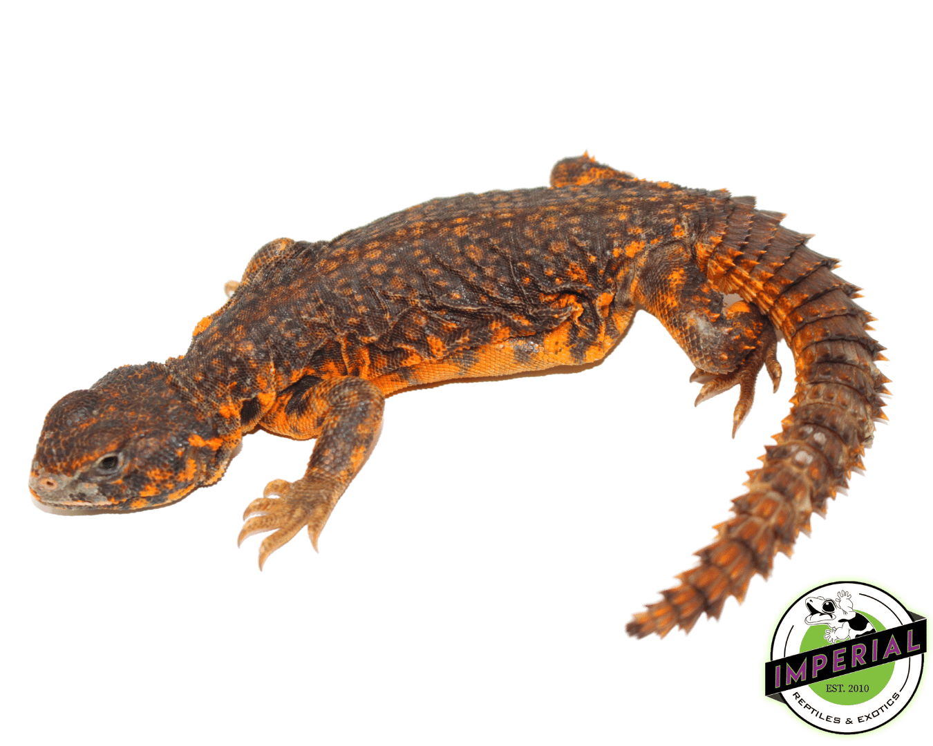 Red Nigerian Uromastyx For Sale - Imperial Reptiles – IMPERIAL REPTILES