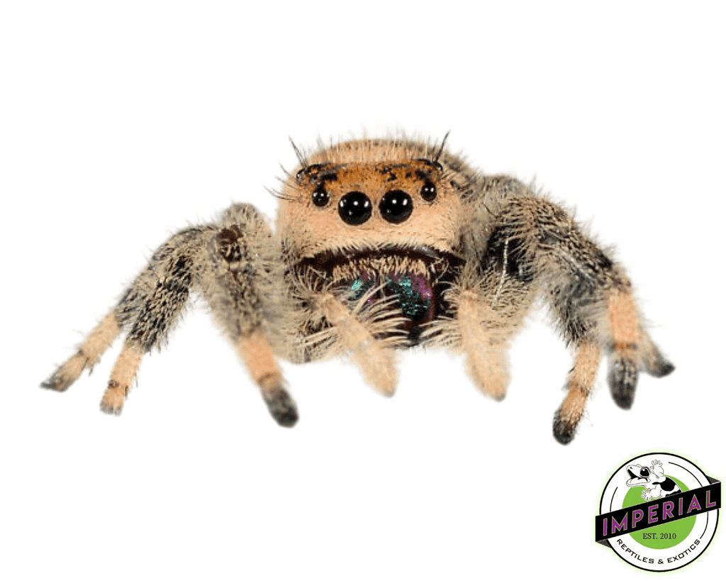 Jumping Spiders For Sale - Affordable Shipping - Phidippus Regius – Spiders  Source, jumping spider 