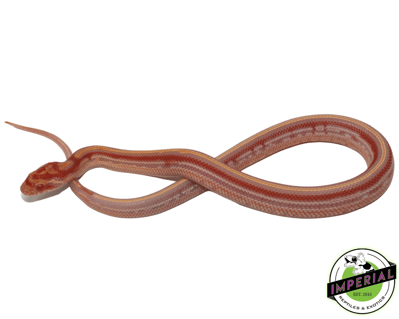 Reverse Okeetee Tessera Corn Snake for sale, buy reptiles online at cheap prices
