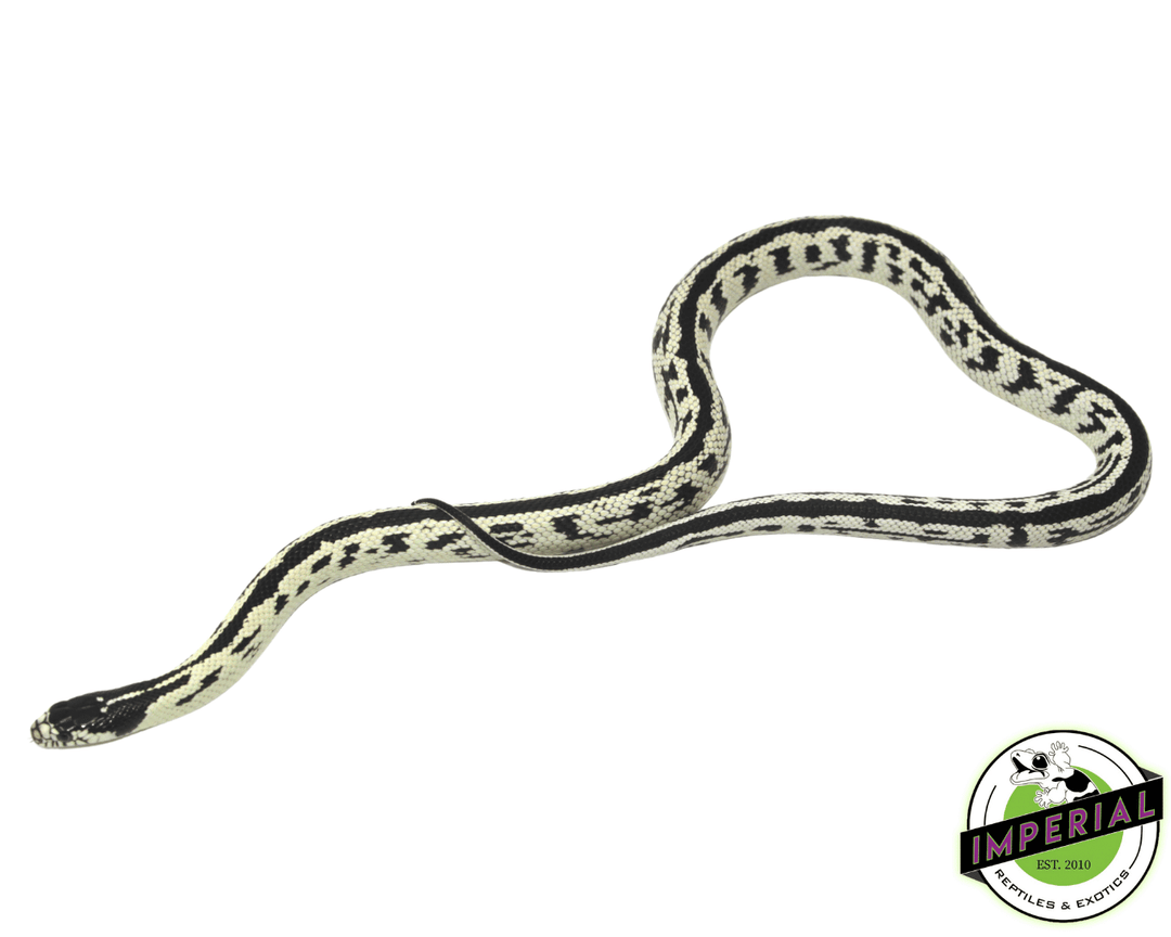 【f-arai】KING SNAKE Swamp f-arai】KING SNAKE Swamp DSC00717.jpg?v=1706225422&