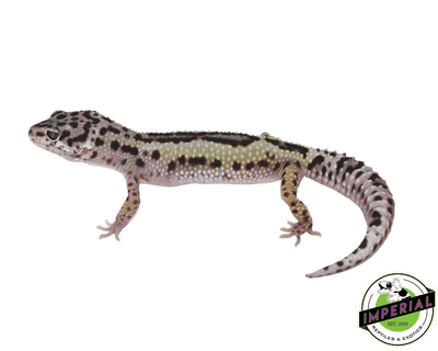 snow reverse stripe leopard gecko for sale, buy reptiles online