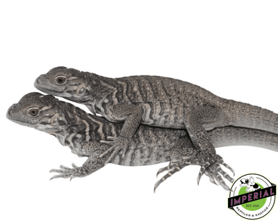 rhino iguana for sale, buy reptiles online
