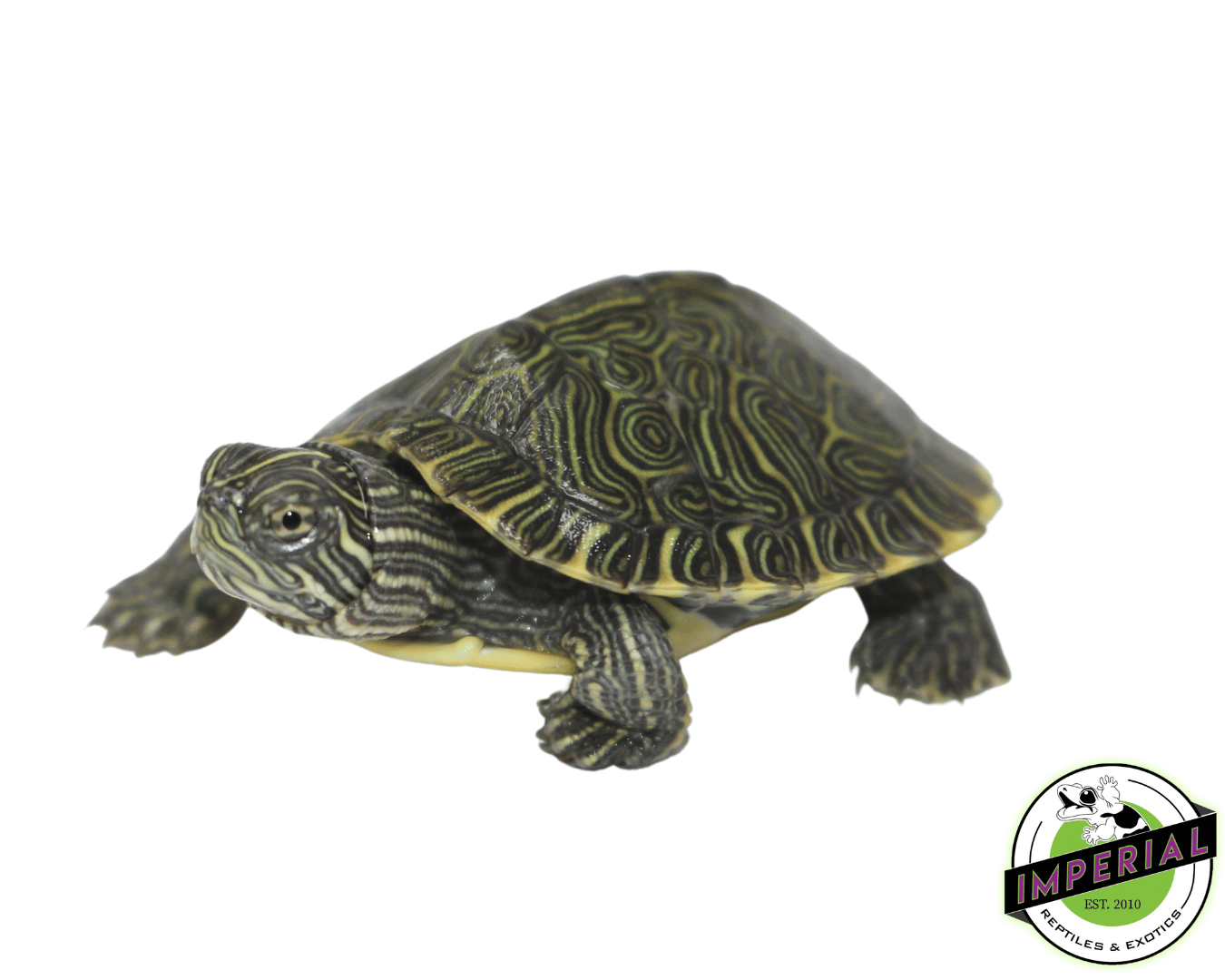 river cooter turtle for sale, buy reptiles online