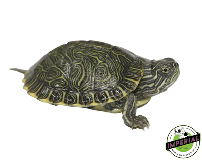 river cooter turtle for sale, buy reptiles online