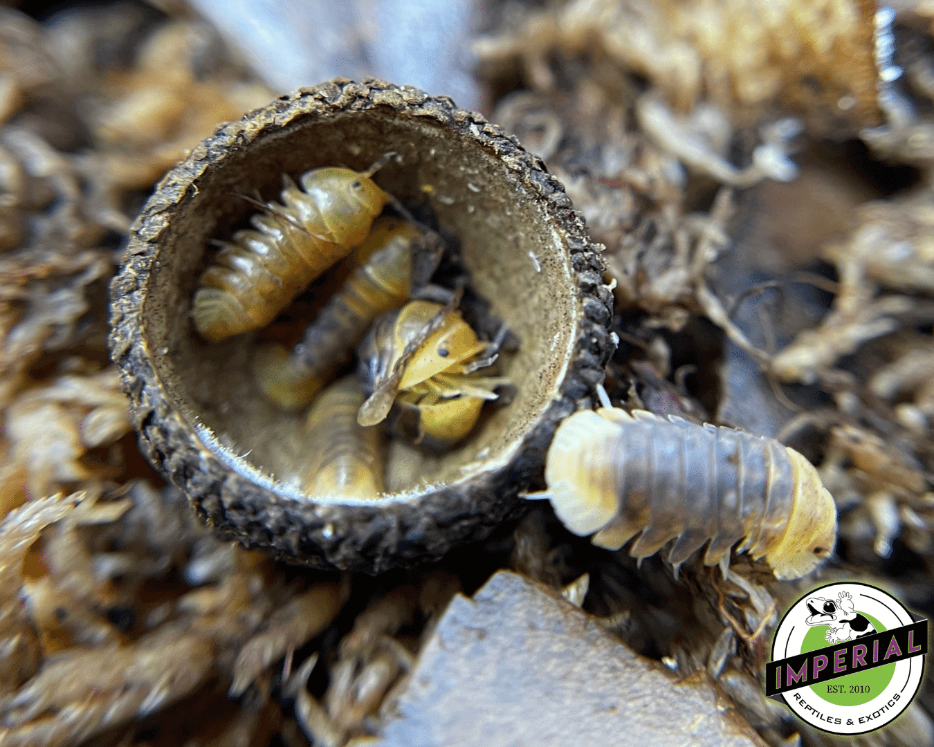buy isopods for sale online. Isopod are bio active cleaners. These roly poly are a necessary clean up crew.