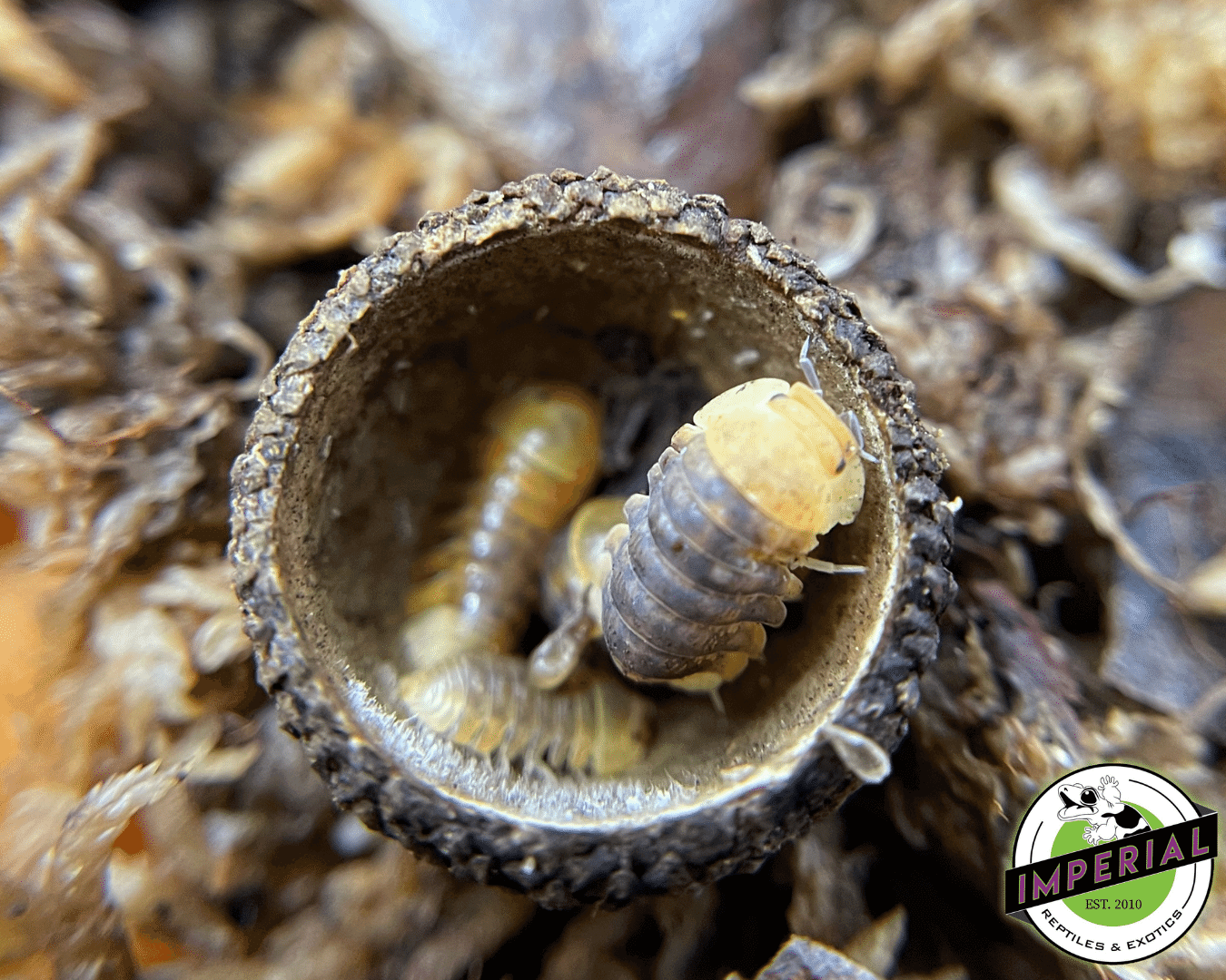 Rubber Ducky Isopods For Sale Imperial Reptiles IMPERIAL REPTILES