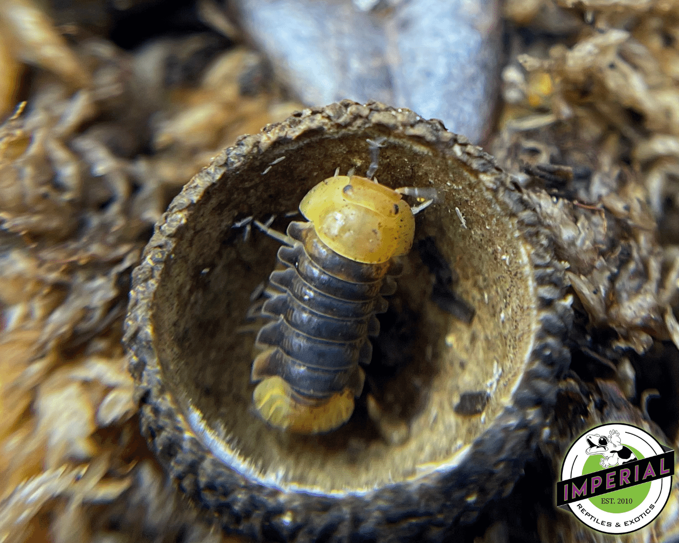 Rubber Ducky Isopods For Sale Imperial Reptiles IMPERIAL REPTILES