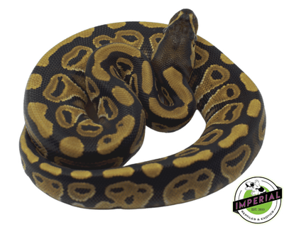 Russo ball python for sale at cheap prices, buy ball pythons online near me